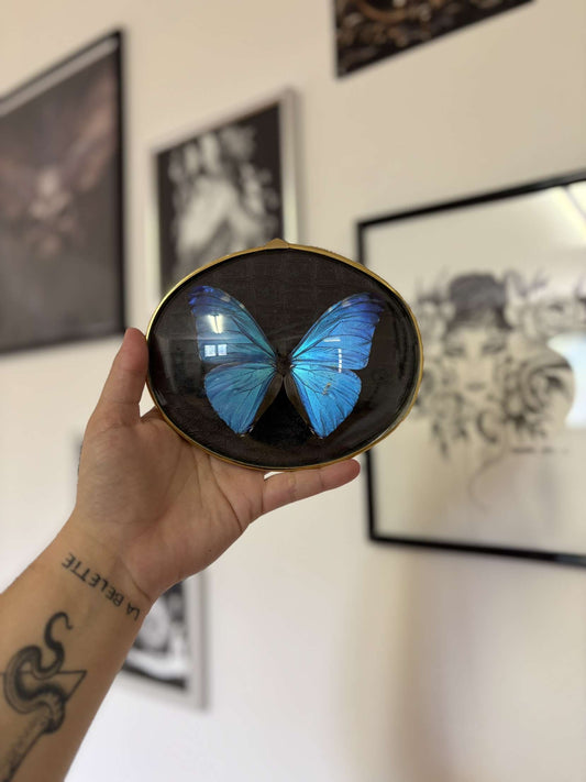 Cadre entomologique Morpho Aega