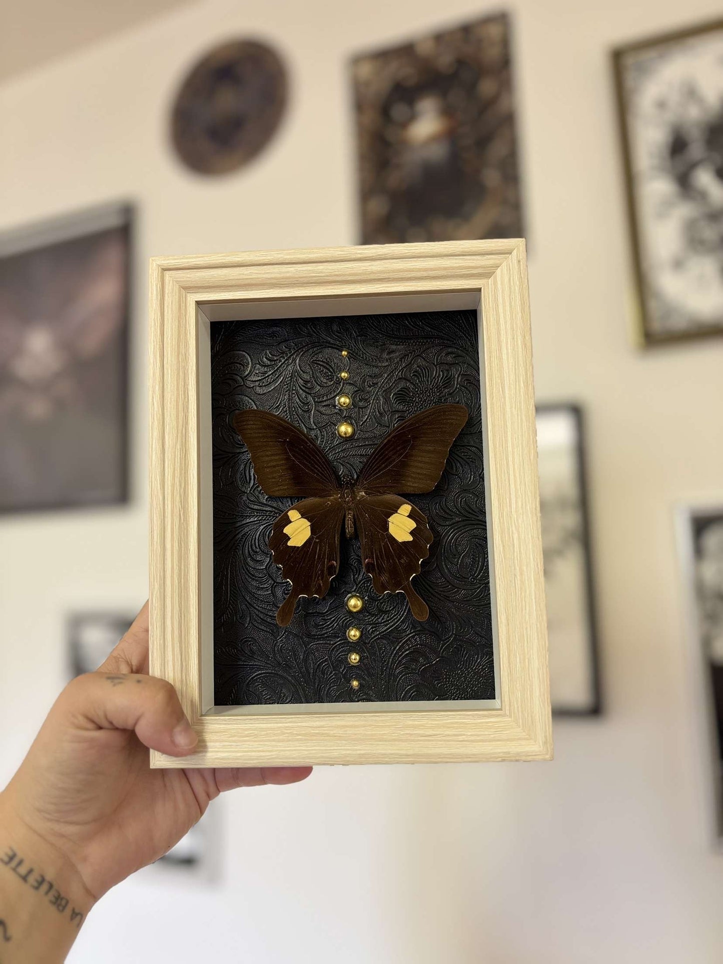 Cadre Entomologique Papilio SP