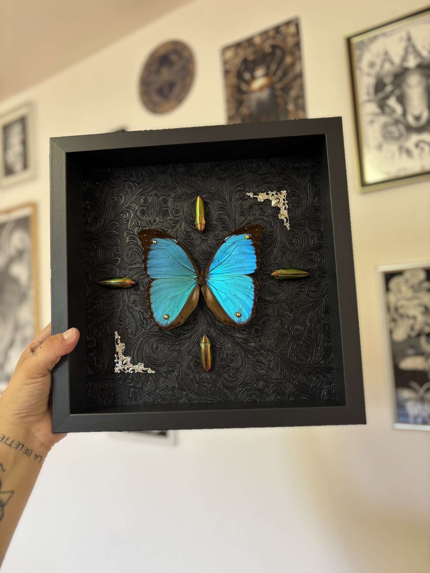 Cadre Morpho Menelaus et ses ornements.