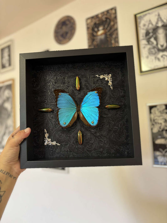 Cadre Morpho Menelaus et ses ornements.